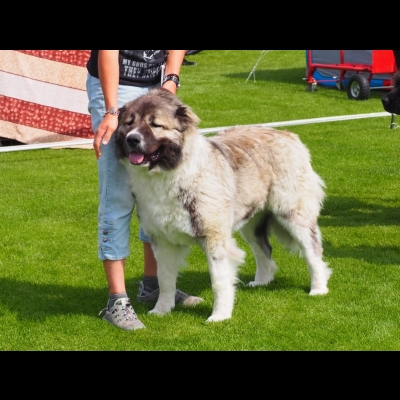 IDS CZĘSTOCHOWA'19 - BAGIRA - NAJLEPSZA DOROSŁA SUKA, ZWYCIĘZCA RASY, CWC, CACIB